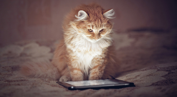 Cat Reading Blog